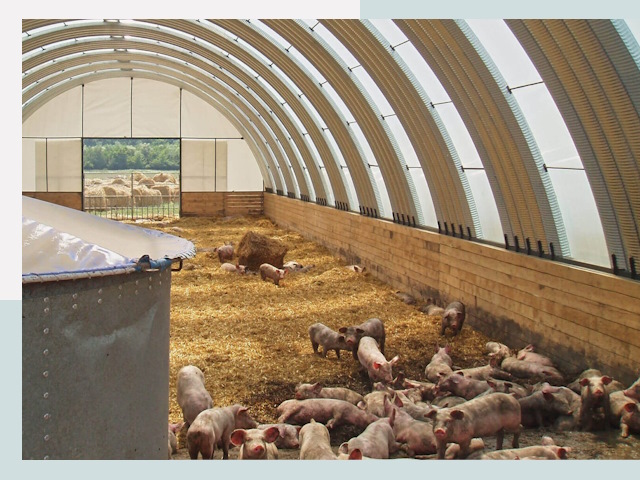 Строительство свинарников в Сестрорецке